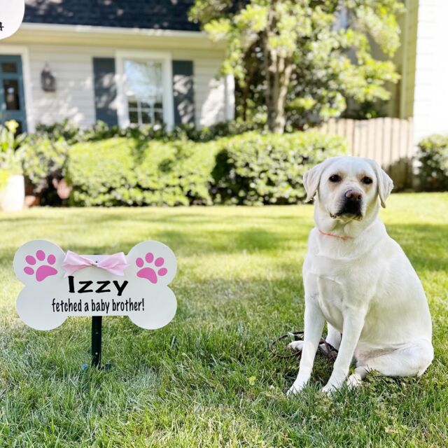 Izzy fetched a baby brother!🐶

#magnoliastorks #storksignscharlotte #storkrentalscharlotte #storkscharlotte #charlottestorks #storksigns #storklady #birthannouncement #yardsignscharlotte #lawnsignscharlotte #charlottenc #queencity #clt #dogbone